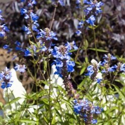 Blue Spike Salvia