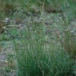 Hachita Blue Grama Grass Plugs -Perennials Sales Store bouteloua gracilis hachita3 1