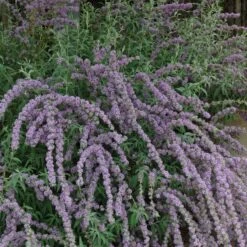 Silver Spring Blooming Butterfly Bush (Buddleia) -Perennials Sales Store buddleia alternafolia argentea