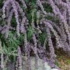 Silver Spring Blooming Butterfly Bush (Buddleia) -Perennials Sales Store buddleia alternafolia argentea close up