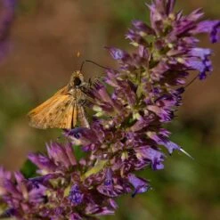 Blue Blazes Agastache -Perennials Sales Store butterfly on blue blazes hyssop
