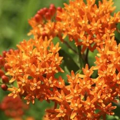 Butterfly Weed -Perennials Sales Store butterfly weed 2