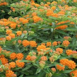 Butterfly Weed -Perennials Sales Store butterfly weed 4