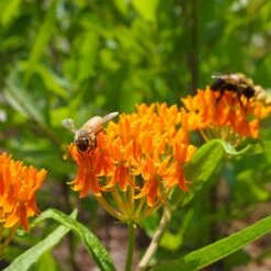 Butterfly Weed (Clay Form) -Perennials Sales Store butterfly weed asclepias tuberosa garden