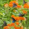Butterfly Weed -Perennials Sales Store butterfly weed butterflies 1