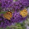Buzz® Midnight Butterfly Bush (Buddleia) -Perennials Sales Store buzz midnight butterfly bush buddleia purple