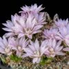 Miniature Chin Cactus (Gymnocalycium) -Perennials Sales Store cactus gymnocalycium bruchii cropped 1