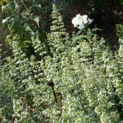 White Cloud Calamintha