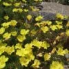 Sundrops (Calylophus) 2 Sundrops (Calylophus) -Perennials Sales Store calylophus drummondii 1