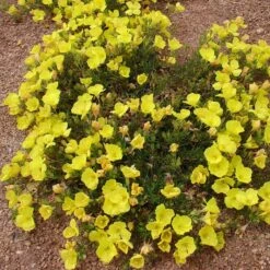Sundrops (Calylophus) 7 Sundrops (Calylophus) -Perennials Sales Store calylophus drummondii 3
