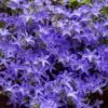 Blue Waterfall Bellflower (Campanula) -Perennials Sales Store campanula blue waterfall 1