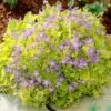 Dickson's Gold Bellflower (Campanula) -Perennials Sales Store campanula dicksons gold 1