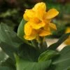 CannaSol™ Happy Emily® Canna Lily -Perennials Sales Store canna cannasol series canna lily yellow happy emily in pot cropped
