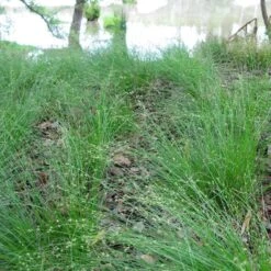 Appalachian Sedge -Perennials Sales Store carex appalachica hoffman cropped 3 1