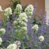 White Valerian (Centranthus) -Perennials Sales Store centranthus ruber albus and nepeta