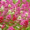 Rosy Trio Valerian Collection (Centranthus) -Perennials Sales Store centranthus ruber jupiters beard cropped