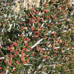 Littleleaf Mountain Mahogany (Cercocarpus) -Perennials Sales Store cercocarpus intricatus flowers red