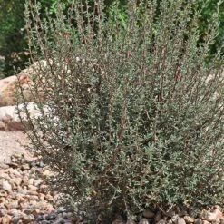Littleleaf Mountain Mahogany (Cercocarpus) -Perennials Sales Store cercocarpus intricatus whole plt rock garden