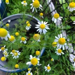 Alternative Lawn Wildflower Seed Mix -Perennials Sales Store chamomile potted
