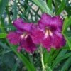 Lucretia Hamilton Desert Willow -Perennials Sales Store chilopsis lucrietia hamilton close up
