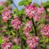 Claremont Flowering Currant (Ribes) -Perennials Sales Store claremont flowering currant ribes pink flowers