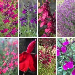 Cold Hardy Rainbow Salvia Collection -Perennials Sales Store cold hardy rainbow salvia coll 10 18 23