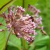 Common Milkweed -Perennials Sales Store common milkweed seeds pollinators