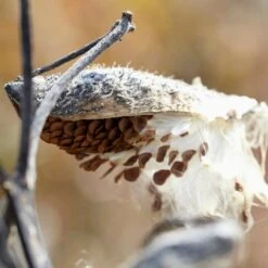 Common Milkweed -Perennials Sales Store common milkweed seeds seed pod