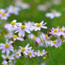 American Dream Coreopsis 9 American Dream Coreopsis -Perennials Sales Store coreopsis american dream 3