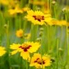 Sterntaler Coreopsis -Perennials Sales Store coreopsis sterntaler tickseed 37945