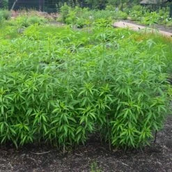 Gold Standard Coreopsis 8 Gold Standard Coreopsis -Perennials Sales Store coreopsis gold standard foliage cropped northcreek