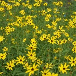 Gold Standard Coreopsis 7 Gold Standard Coreopsis -Perennials Sales Store coreopsis gold standard northcreek cropped