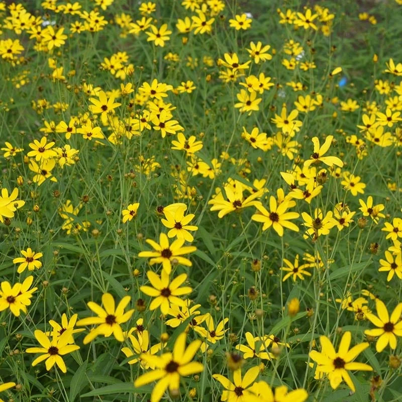 Gold Standard Coreopsis 4 Gold Standard Coreopsis - Image 2