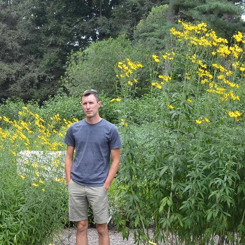 Gold Standard Coreopsis 6 Gold Standard Coreopsis - Image 4