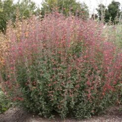 Coronado® Red Agastache -Perennials Sales Store coronado red agastache full plant