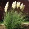 Dwarf Pampas Grass -Perennials Sales Store cortaderia selloana pumila 2