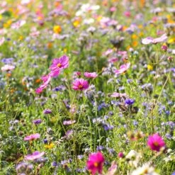 Dry Area Wildflower Seed Mix -Perennials Sales Store cosmos bachelor buttons meadow