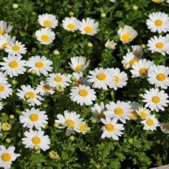 Alternative Lawn Wildflower Seed Mix -Perennials Sales Store creeping daisy
