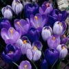 Blue Moon Dutch Crocus Mix 1 Blue Moon Dutch Crocus Mix -Perennials Sales Store crocus blue moon mix