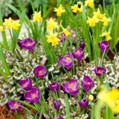 Remembrance Dutch Crocus -Perennials Sales Store crocus remembrance daffodil tete a tete 25984