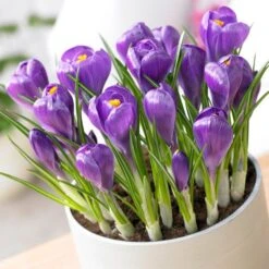 Remembrance Dutch Crocus -Perennials Sales Store crocus remembrance visi75695