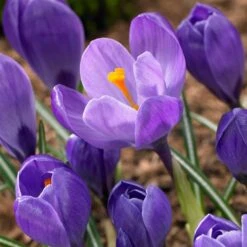 Remembrance Dutch Crocus -Perennials Sales Store crocus remembrance visi86705