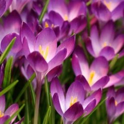 Tommasini's Ruby Giant Crocus -Perennials Sales Store crocus tommasinianus bulbs ruby giant 39150 1 web