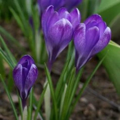 Tommasini's Ruby Giant Crocus -Perennials Sales Store crocus tommasinianus bulbs ruby giant 39150 3 web