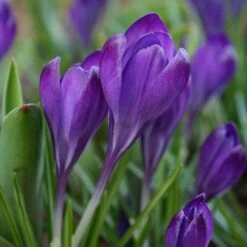 Tommasini's Ruby Giant Crocus -Perennials Sales Store crocus tommasinianus bulbs ruby giant 39150 4 web