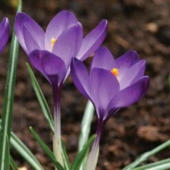 Tommasini's Ruby Giant Crocus -Perennials Sales Store crocus tommasinianus bulbs ruby giant 39150 5 web