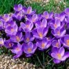 Remembrance Dutch Crocus -Perennials Sales Store crocusremembrance4 1
