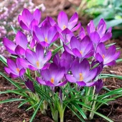 Tommasini's Ruby Giant Crocus -Perennials Sales Store crocusrubygiant1 1