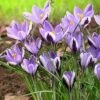 Spring Beauty Snow Crocus 1 Spring Beauty Snow Crocus -Perennials Sales Store crocusspringbeauty