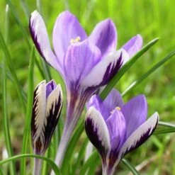 Spring Beauty Snow Crocus -Perennials Sales Store crocusspringbeauty1